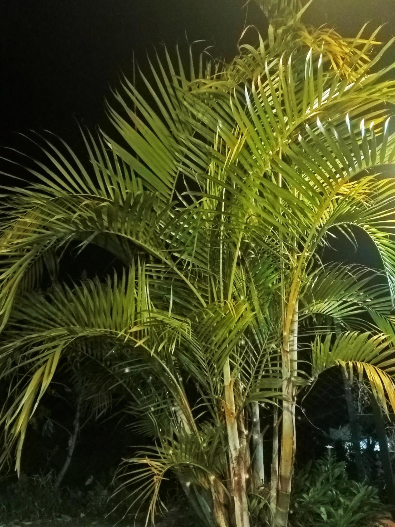 Kodai Vintage Stay Кодайканал Экстерьер фото